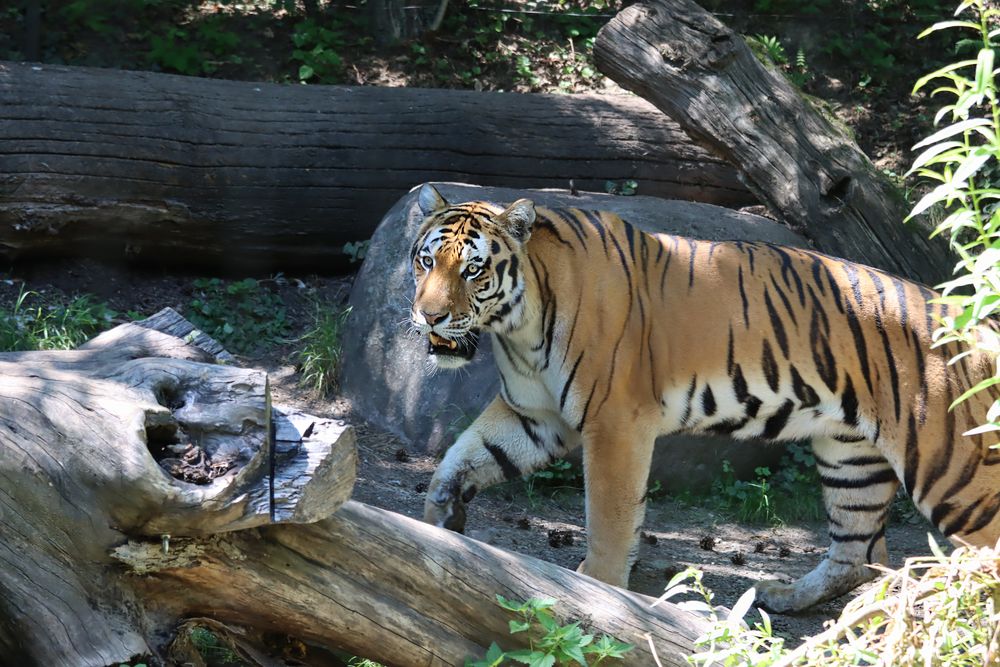 Amurtigerin Irina (Zoo Zürich)