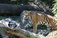 Amurtigerin Irina (Zoo Zürich)