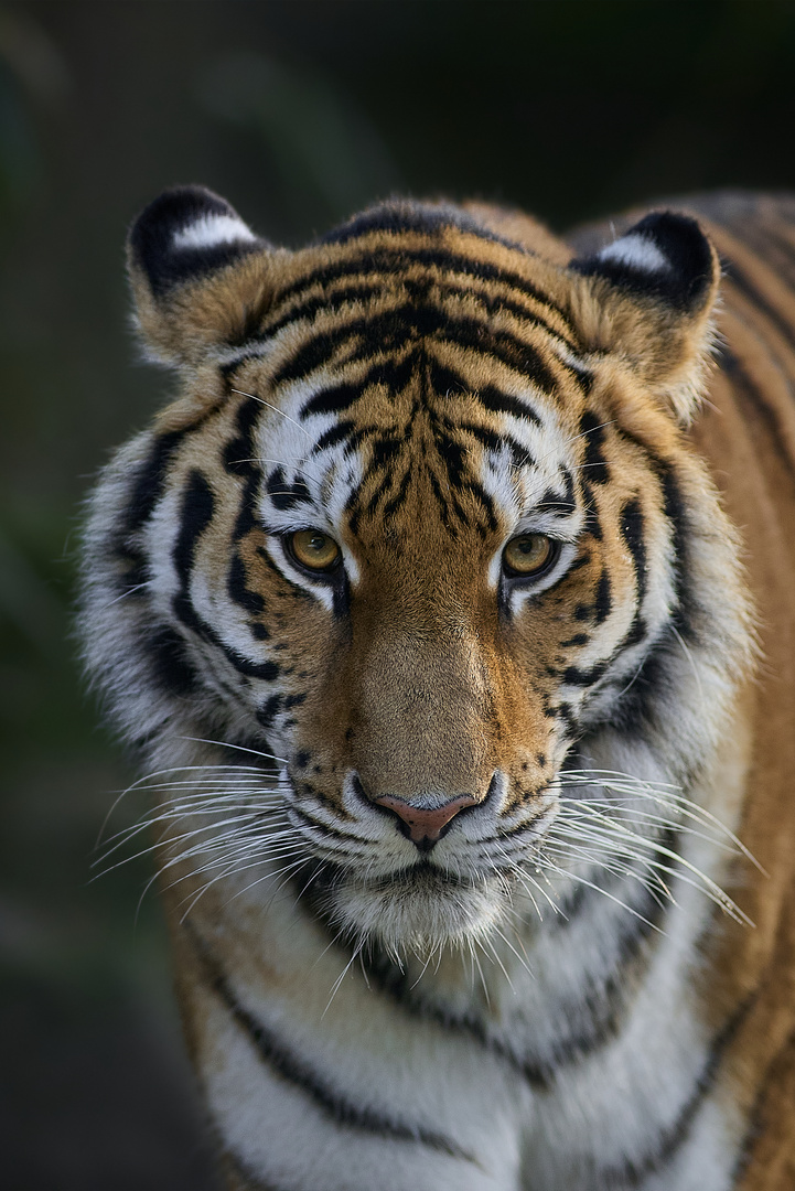 Amurtigerin Raya aus dem Allwetterzoo Münster