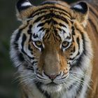 Amurtigerin Raya aus dem Allwetterzoo Münster