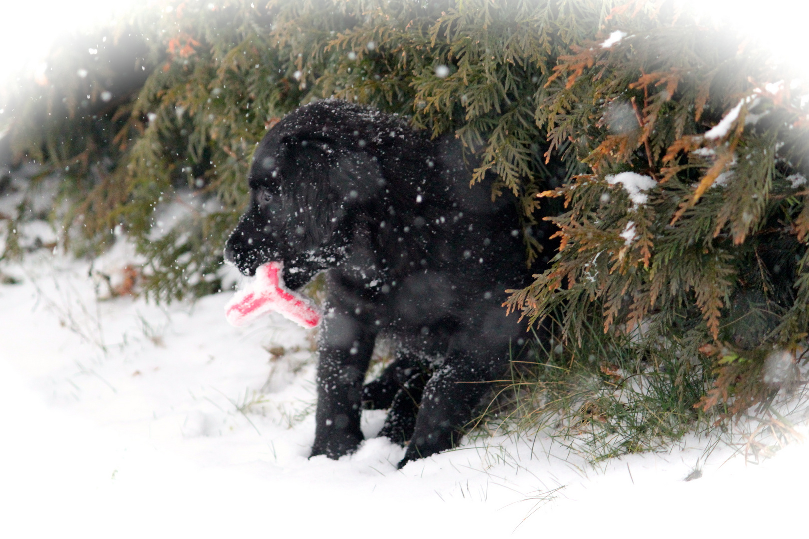 Amy 9 Wochen Flat Coated Retriever Hündin