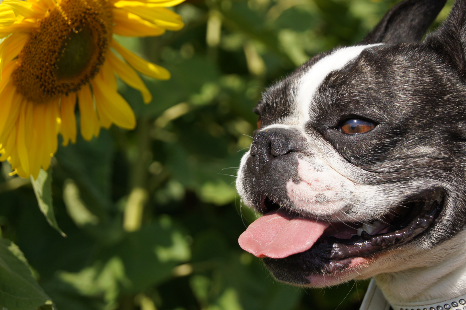 Amy and the Sunflower