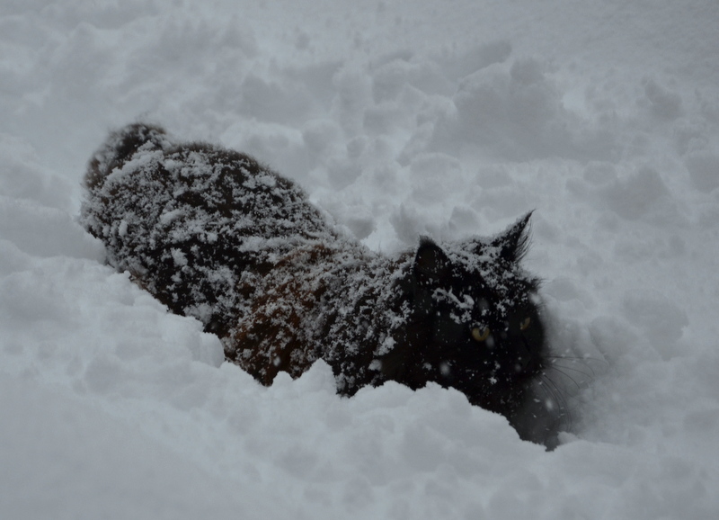 Amy auf Tiefschnee Tour