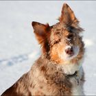 Amy, Australian Shepherd