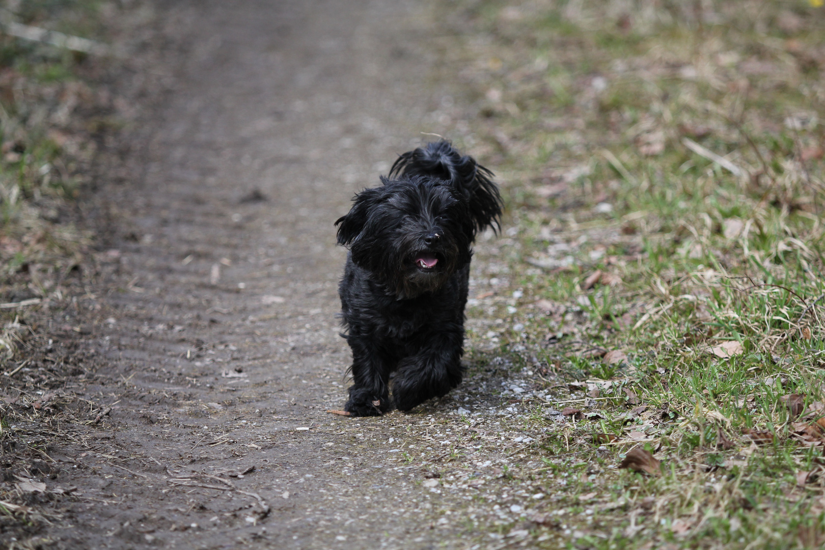 Amy beim Spaziergang