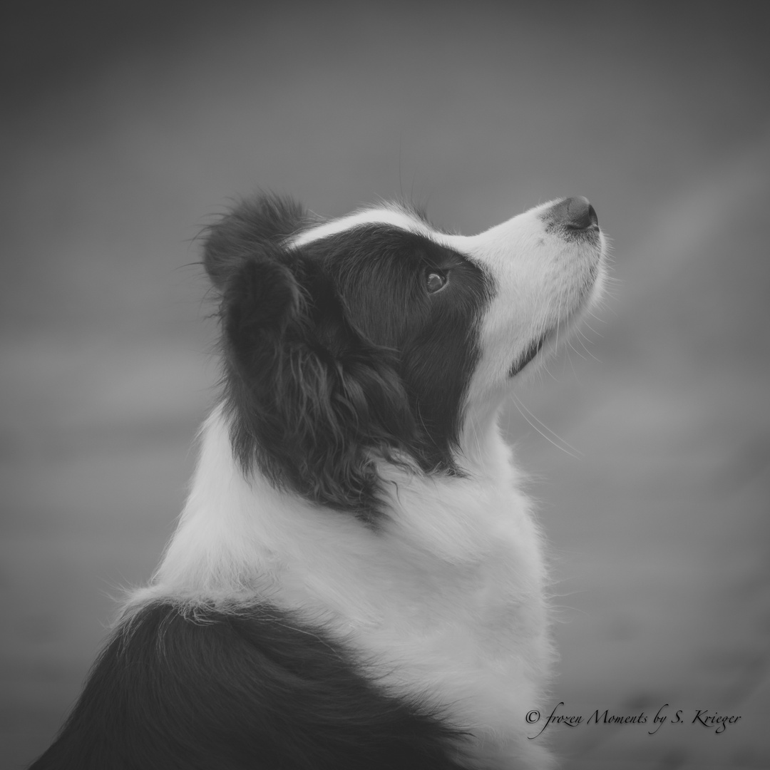 Amy der Bordercollie