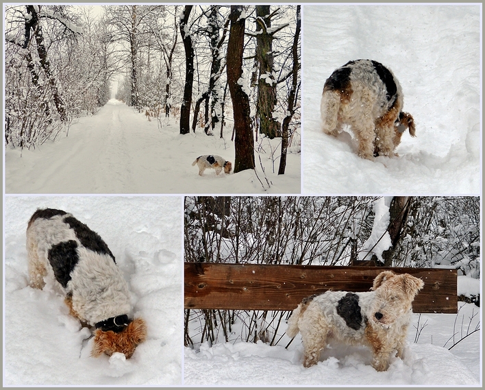 AMY der Schneehund