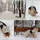 AMY der Schneehund