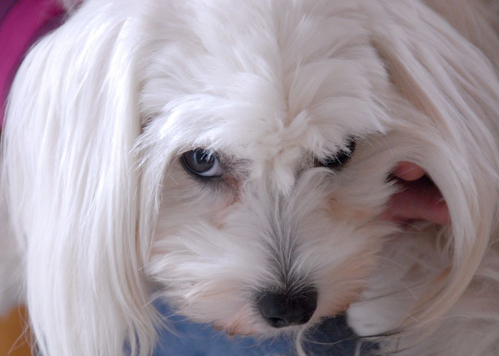 AMY, ein Chinesischer Schopfhund (Weibchen)