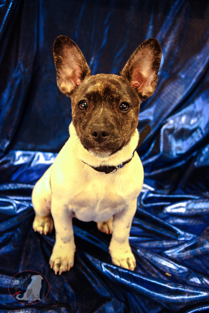 Amy ( FrenchbullyJackrussel Mix Hündin ) 2 Foto & Bild tiere, haustiere, hunde Bilder auf