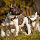 Amy ( Frenchbully-Jackrussel Mix Hündin ) 3