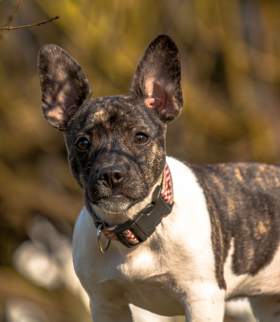 Amy ( Frenchbully-Jackrussel Mix Hündin )