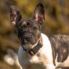 Amy ( Frenchbully-Jackrussel Mix Hündin )