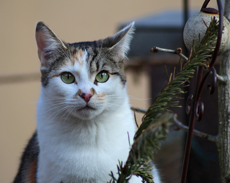 Amy hört den Frühling