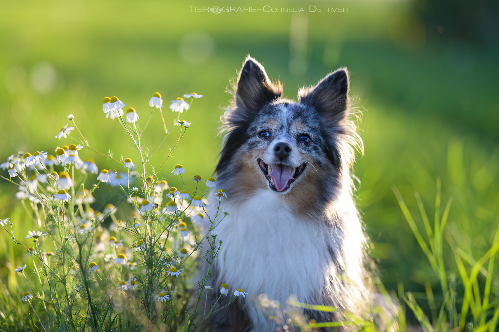 Amy im Abendlicht