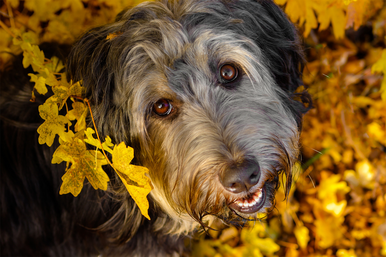 Amy im Herbstlaub