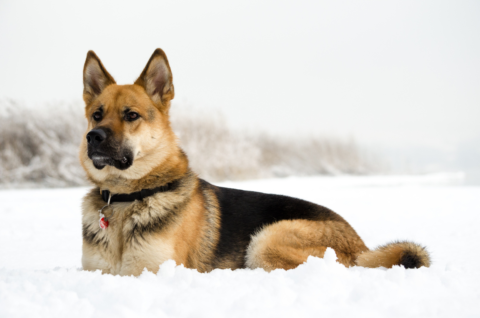 Amy im Schnee :)