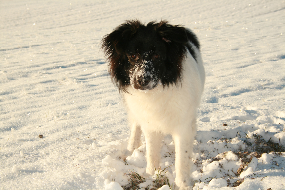 Amy im Schnee