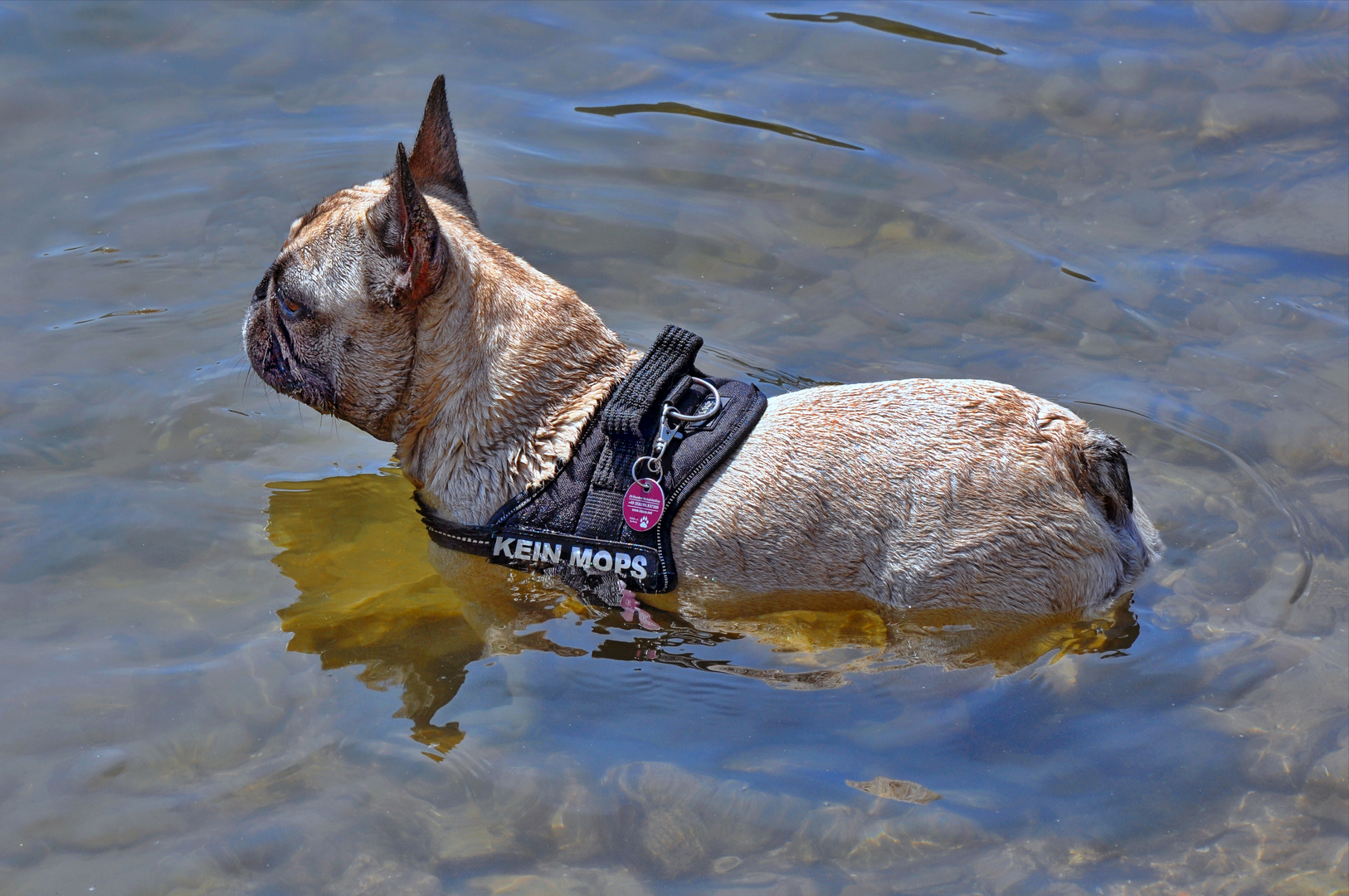 Amy im Teich