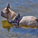 Amy im Teich