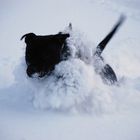 Amy im Tiefschnee rausch !