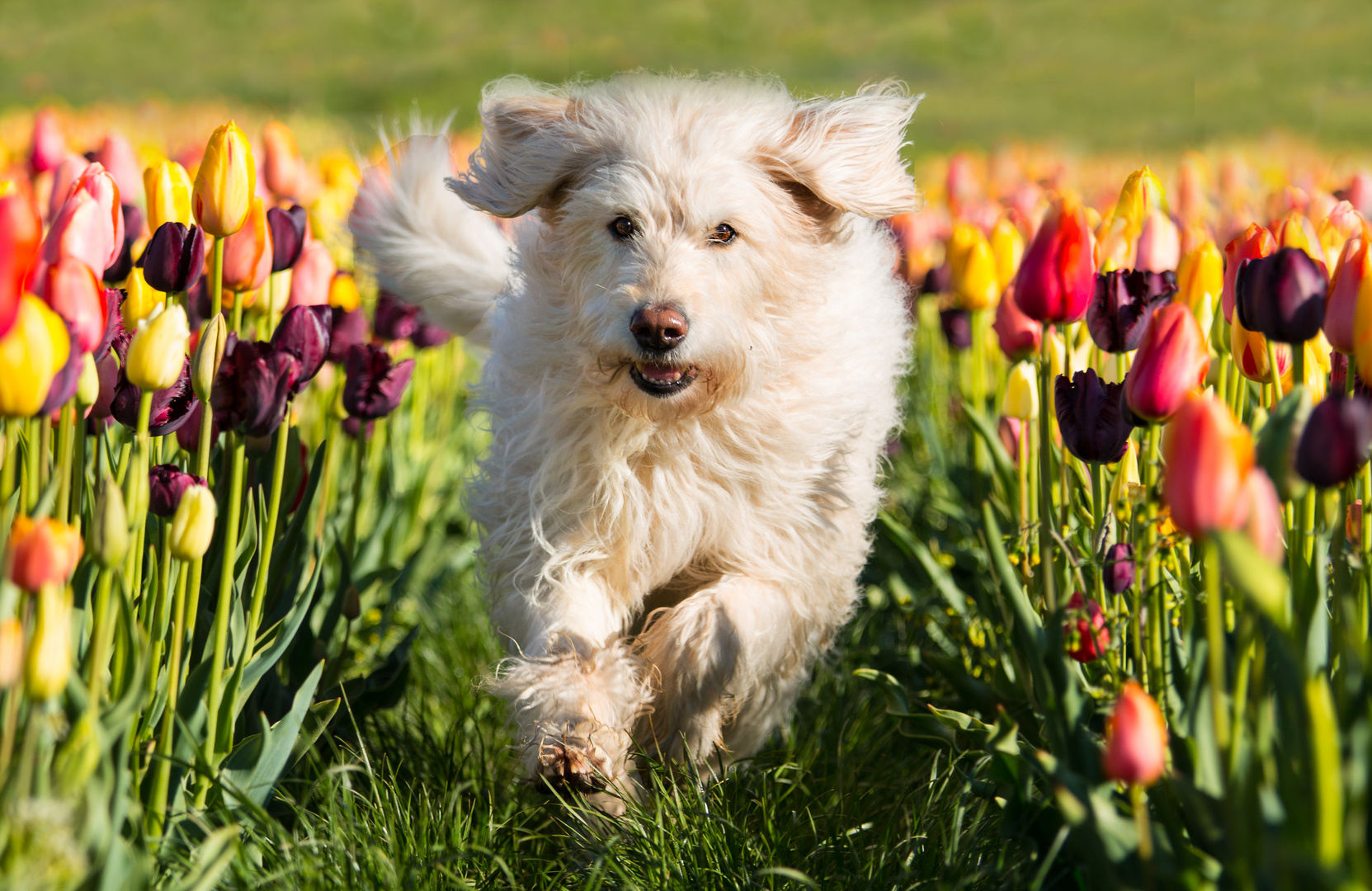 Amy im Tulpenmeer