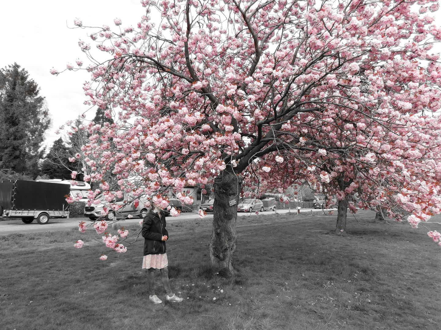 Amy in der Kirschblüte