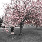 Amy in der Kirschblüte