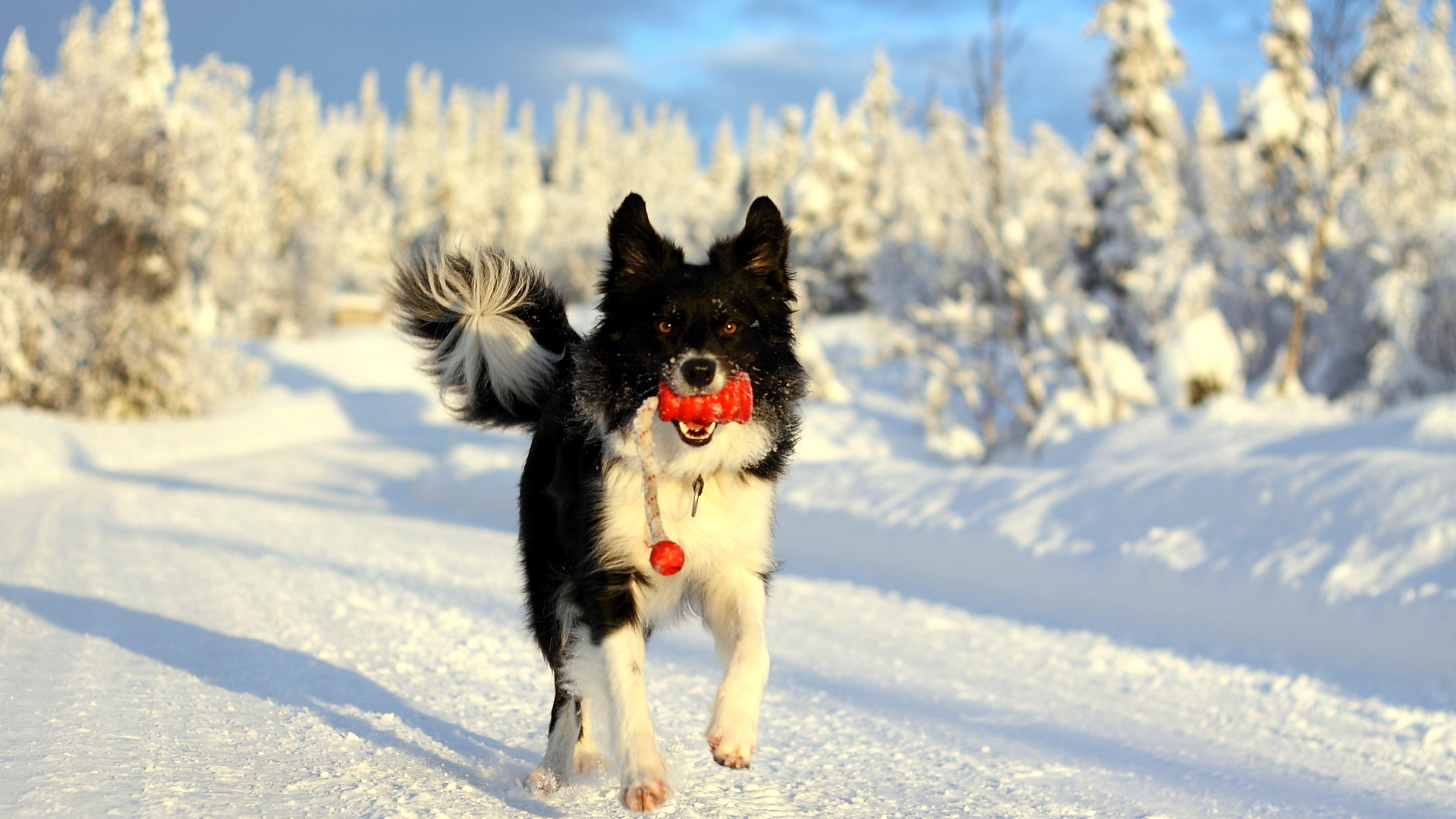 Amy in Norwegen