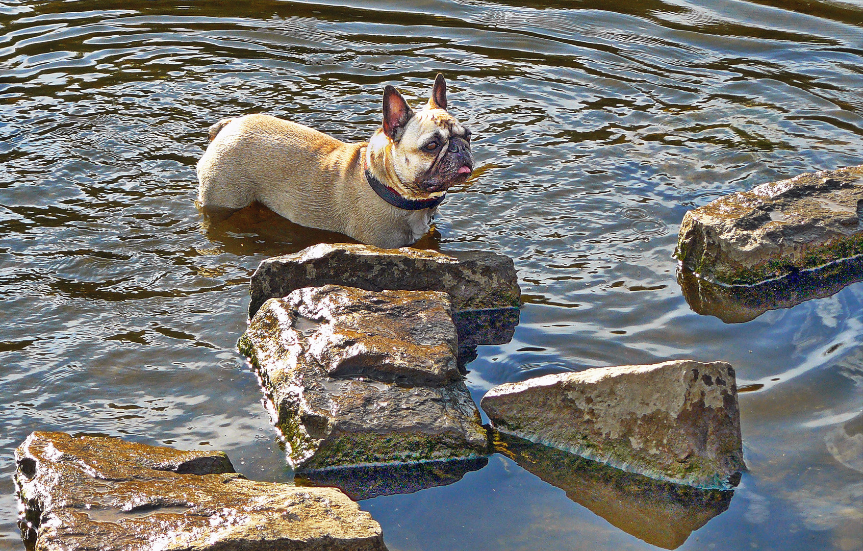 Amy in Teich