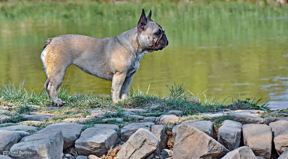 Amy, Spaziergang an der Ruhr