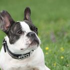 Amy, the french Bulldog