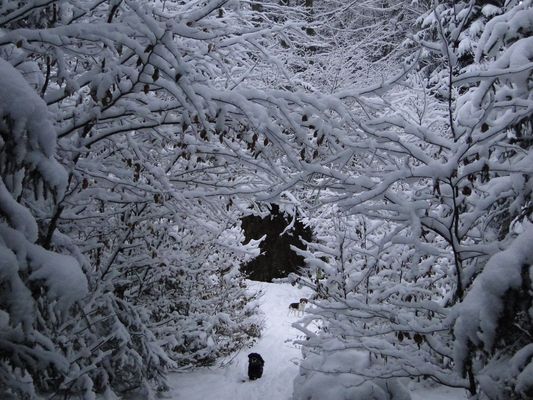 Amy u. Zoe im Winterwald