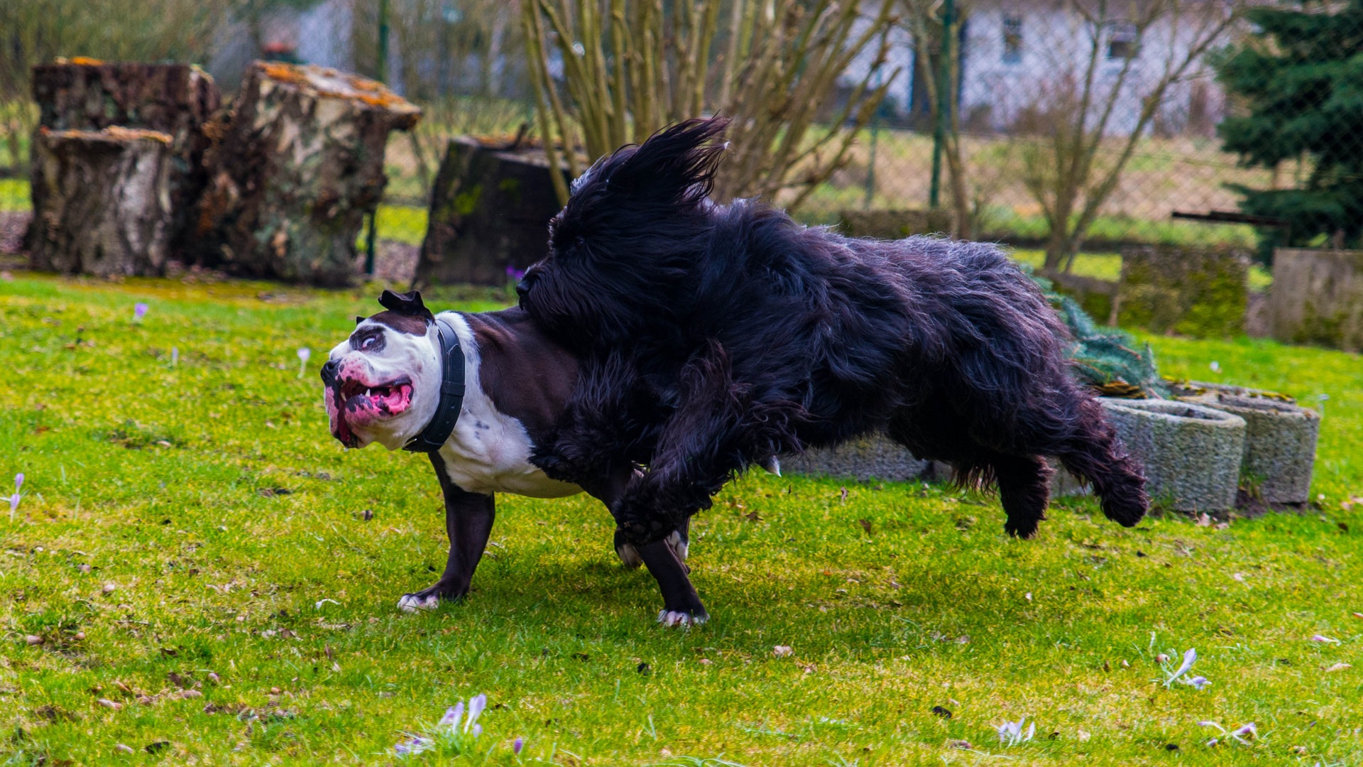 Amy und Elvis 1