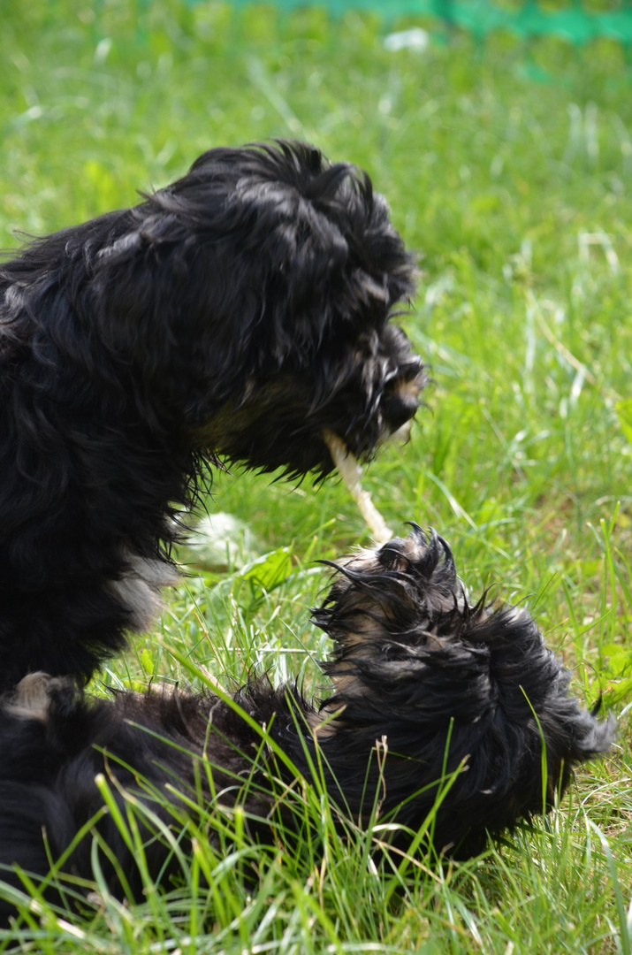 Amy und Finley spielen