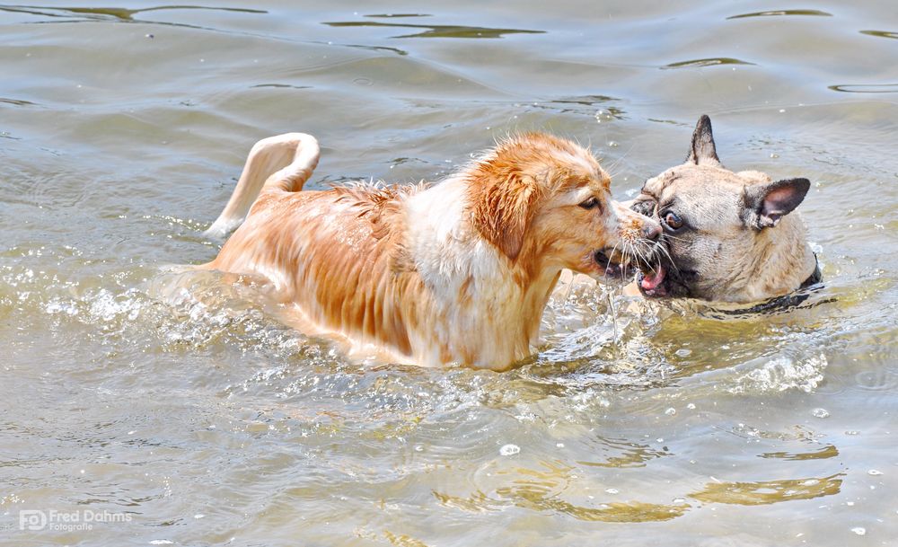 Amy und Luna, Badespaß im Rhein