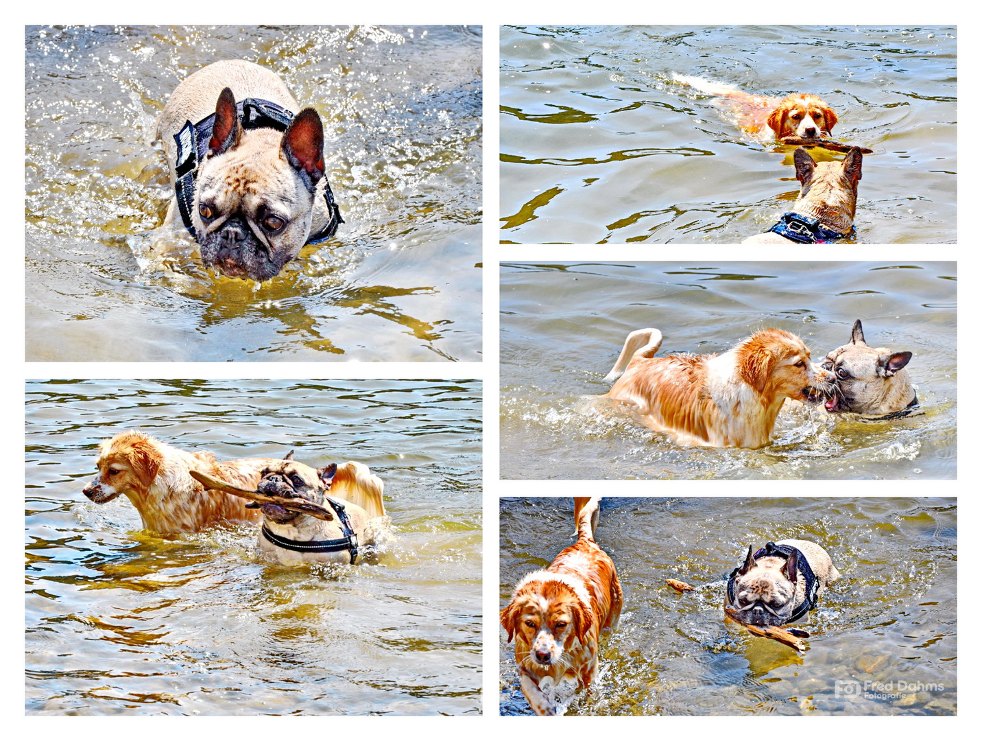 Amy und Luna, Badespaß im Rhein II