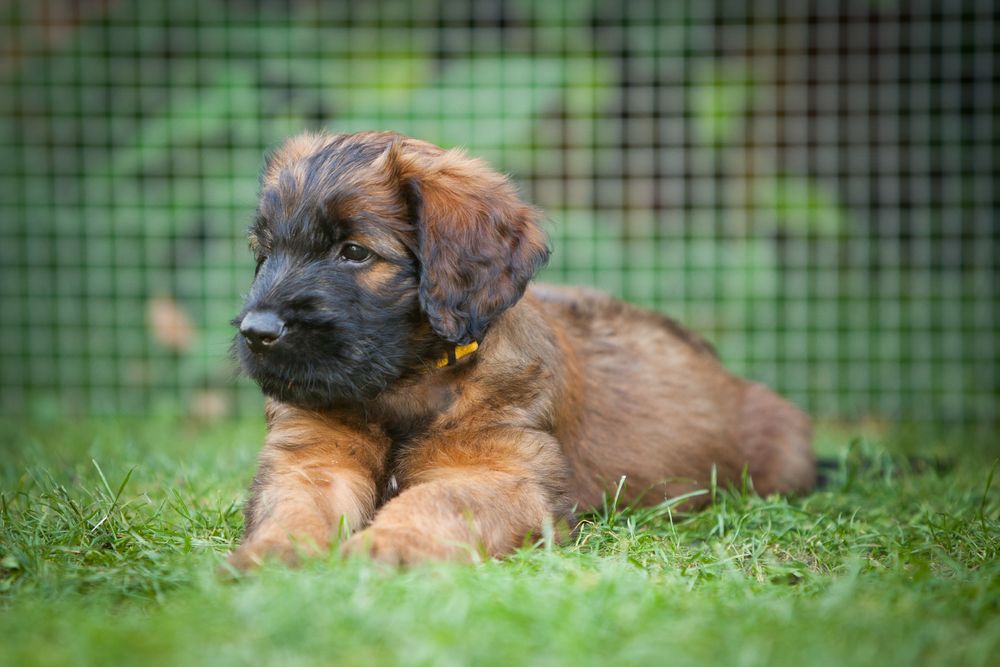 Amy unsere klein Briard Hündin