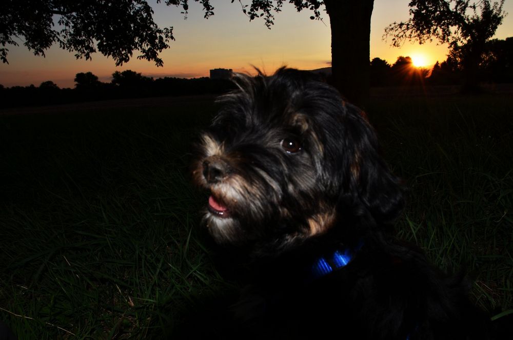 Amy vor untergehender Sonne