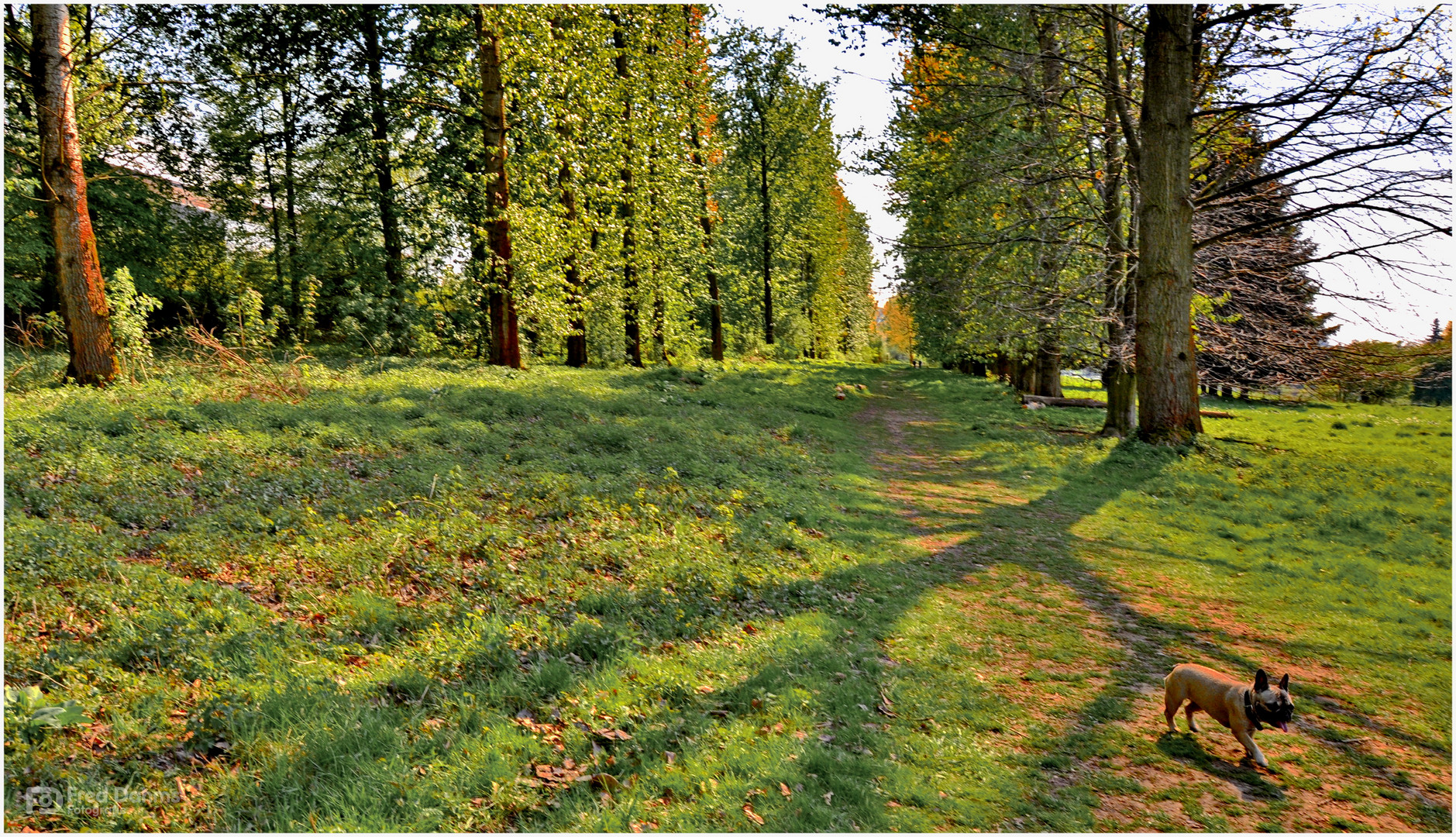 Amy, Waldspaziergang