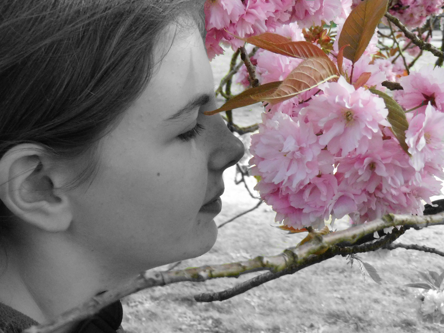 Amy_riecht an Kirschblüte 