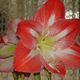 Amyrillis Blte (Hippeastrum)