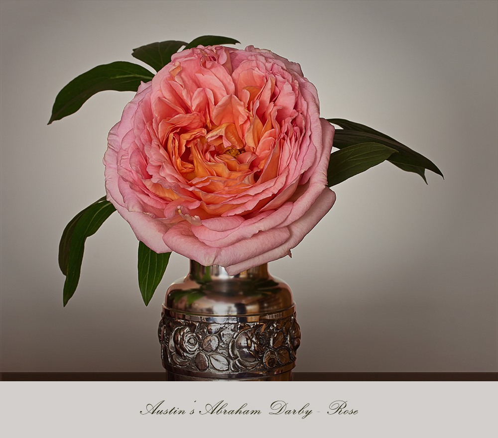 An 'Abraham Darby' rose...