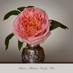 An 'Abraham Darby' rose...