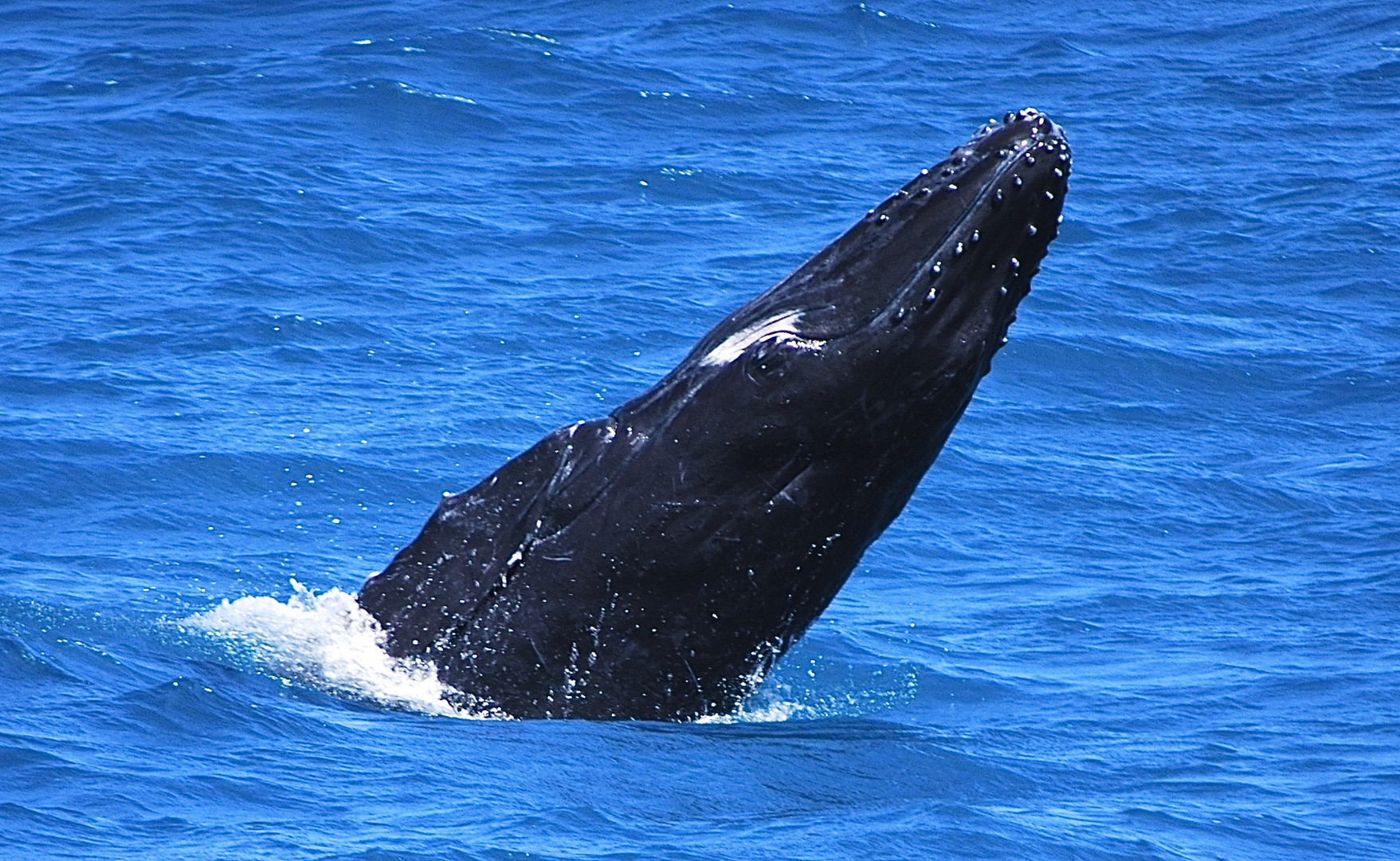 An active calf