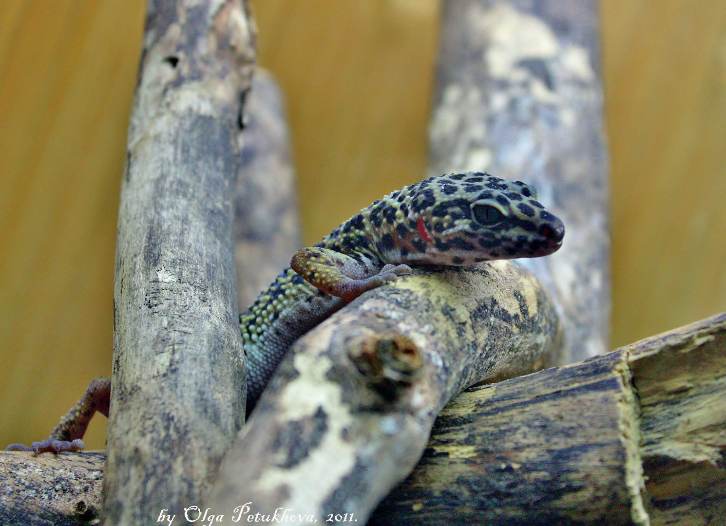 An adult male leopard gecko