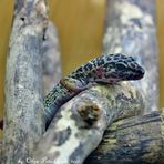 An adult male leopard gecko