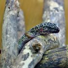 An adult male leopard gecko