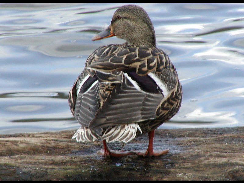 An alert duck