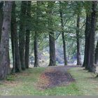 An alley in the park